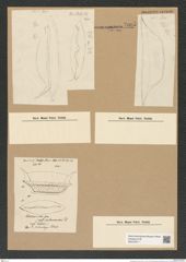 Odontotropis sp. (de-Toni-Nr.: Genus 124) Zeichnungen Sammlung Grunow Nr. 7005 (NHMW-BOT-W0375917)